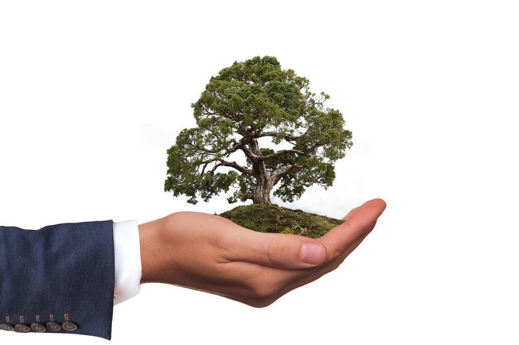 Ecological wood is a new type of environmentally material for home decor environment, tree, nature, natural reserve, hand, keep, bonsai, green, leaves, environmental protection, environmentally friendly, leaf, plant, eco, bio, ecology, to protect, responsibility, bonsai, environmental protection, environmental protection, environmental protection, environmental protection, environmental protection, environmentally friendly, eco, responsibility